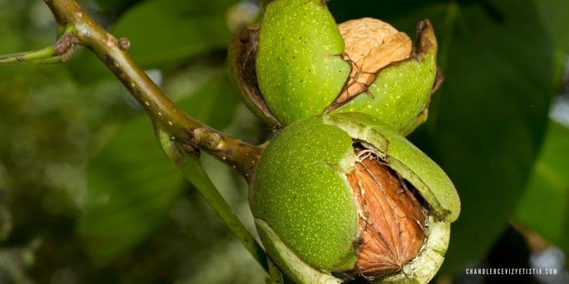 Ceviz Chandler - Jumbo Boy - Küçük 2